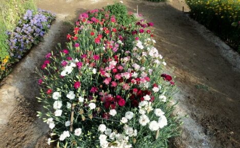 Comment faire pousser des oeillets Shabo dans le jardin - secrets d'une longue floraison