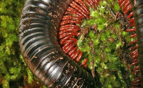 What are centipedes kivsyaki and how to deal with them