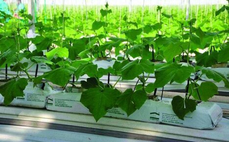 Pěstování okurek hydroponicky může získat vaši pozornost