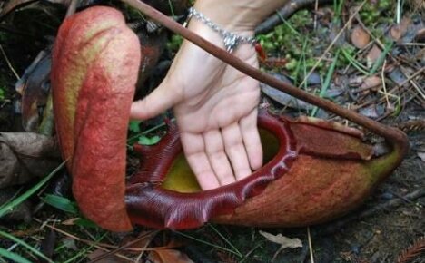 The largest carnivorous plant is nepentes raja