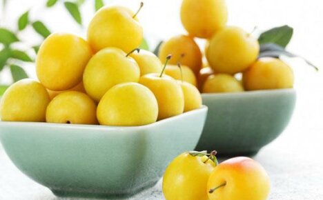 Fördelarna med körsbärsplommon och skada: behövs dessa frukter på ditt bord