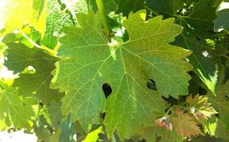 The benefits and harms of grape leaves for our body