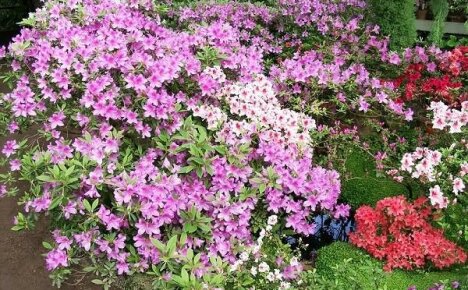 How to grow garden azalea or how to plant and care for outdoor rhododendron