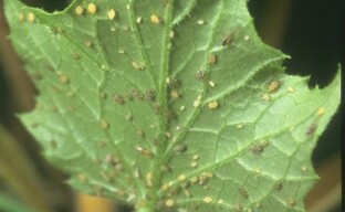 Apa yang perlu dilakukan apabila aphid muncul pada timun?