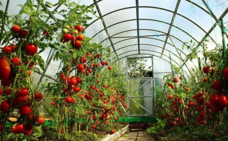 Cara mendapatkan sayur-sayuran awal dan tomato yang banyak tumbuh di rumah hijau polikarbonat