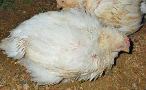¿Por qué mueren los pollos de engorde grandes?