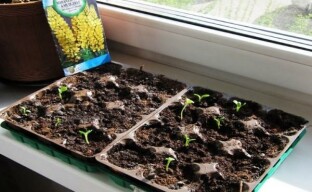 Atención, lupino: sembrar semillas para plántulas: lo que necesita saber