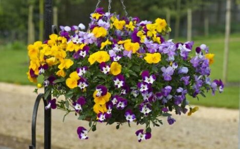 Viola ampelny - uma beleza luxuosa para vasos pendurados