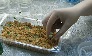 Egyedülálló módszer a nasturtium palánták termesztésére forró fűrészporban