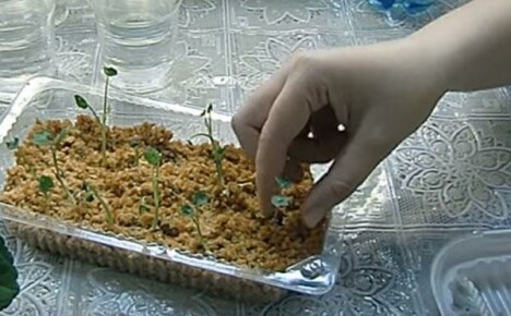 Unikátní metoda pěstování sazenic nasturtia v horkých pilinách