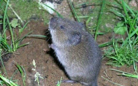 How to find a vole on the site and deal with it