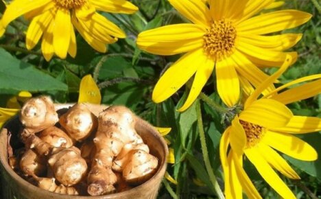 Miracle root for all diseases: useful properties of Jerusalem artichoke and contraindications