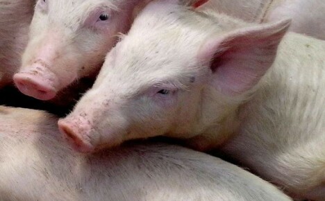 Demam babi Afrika adalah pembunuh kejam semua ternakan