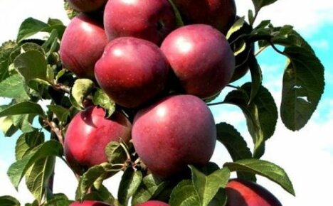 กลุ่มดาวเสาต้นแอปเปิ้ลจะให้ผลผลิตที่ดีแม้จะมีขนาดเล็กก็ตาม