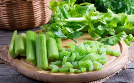The most delicious spice from the garden - stalked celery, benefits and harms