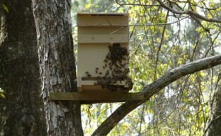 Sztuczki pszczelarskie - Pułapki na pszczoły