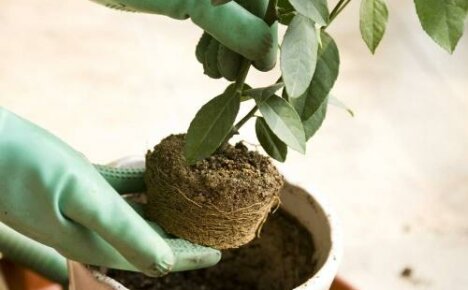 Secrets simples sur la façon de transplanter un arbre de mandarine à la maison