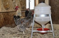 ملاحظات لمزارعي الدواجن - كيف تصنع مشروبًا للدجاج بيديك