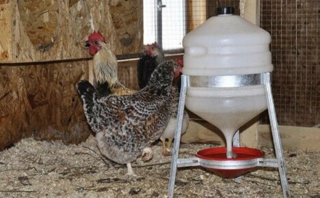 Megjegyzések a baromfitenyésztőknek - hogyan lehet saját kezűleg itatót készíteni a csirkék számára