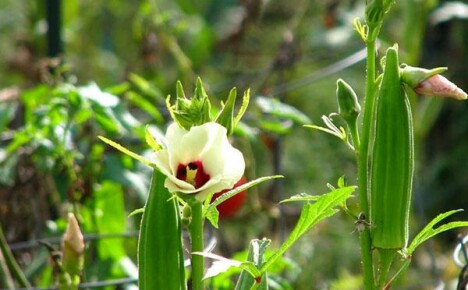 Cultivo de okra a partir de semillas: reglas de plantación y cuidado de las plantas