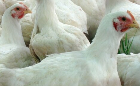 Какви условия и характеристики на грижите се нуждаят от пилетата Hubbard?