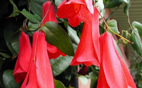 A gentle guest from distant warm lands - lapazheria, how to grow a Chilean bell from seeds