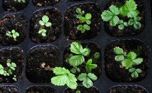 Gioielleria - fragole in crescita con semi