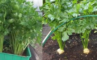 Stockage du céleri pédonculé: en pot ou dans un jardin