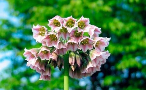 Rencontrez le mystérieux Allium Nectaroscordum