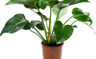 Philodendron: chăm sóc cây trồng sau khi mua