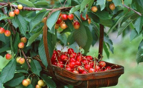 Fontos a cseresznyefogyasztás egészségügyi előnyeivel és ártalmaival kapcsolatban