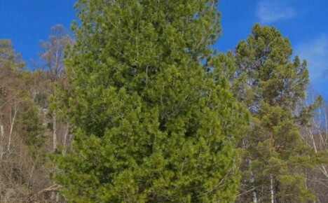 Kompetent plantning og pleje af sibirisk cedertræ i deres sommerhus