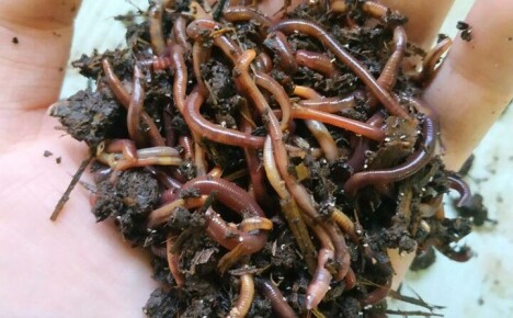 Характеристики на отглеждане на калифорнийски червеи у дома