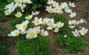 Anemonai: gražių ir subtilių daugiamečių augalų auginimo ypatybės