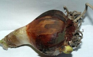 Treatment of hippeastrum bulbs from rot
