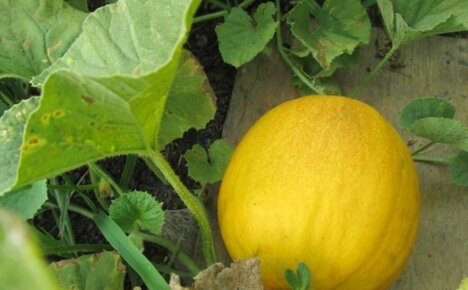 Why the melon grew ripe, but unsweetened and can it be prevented