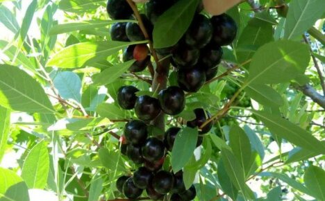 Cherry Besseya: plantning og pleje i de store åbne rum i Rusland