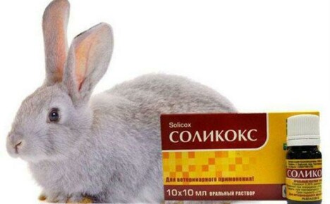วิธีใช้ Solikox สำหรับกระต่าย