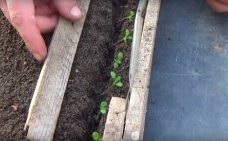 Hvordan udføres plukningen af ​​alyssum-kimplanter