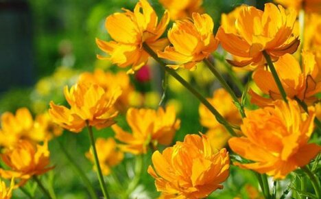 Traje de banho com flores encantadoras: características de crescer a partir de sementes, cuidado