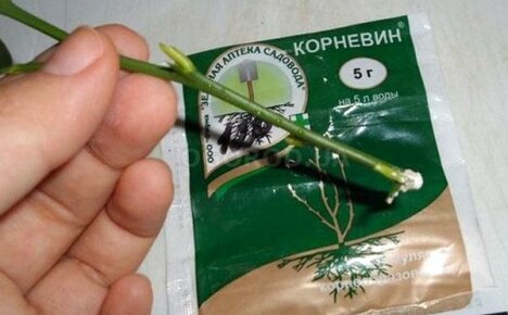 Istruzioni per l'uso del biostimolatore vegetale Kornevin