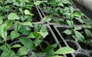 Reproduction of honeysuckle and care of seedlings