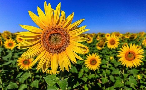 Boli de floarea-soarelui și măsuri de combatere a acestora: cum să neutralizăm un inamic invizibil