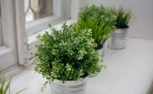 How to grow thyme at home or Provencal spice on your windowsill