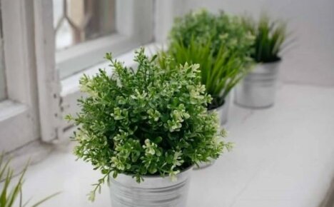 Comment faire pousser du thym à la maison ou des épices provençales sur le rebord de votre fenêtre
