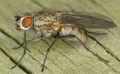 Лукова муха: как да се справим с нея в градината