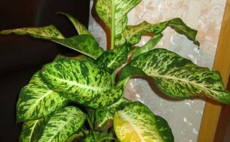 What to do if dieffenbachia leaves turn yellow - find out the reason