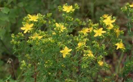 Лековита својства кантариона - прелепе биљке са сунчаним цветовима