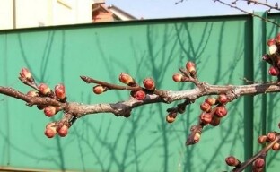 Hvorfor abrikoser ikke bærer frugt