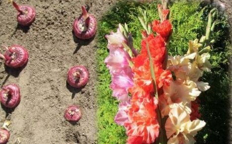 Ngày trồng gladioli ở bãi đất trống và lấy cây con